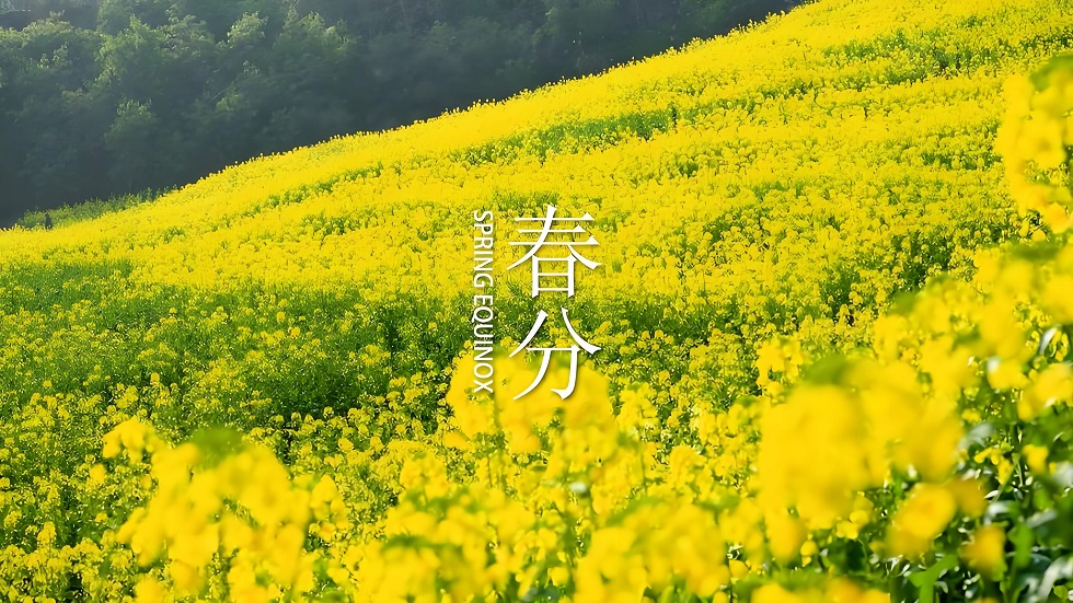 春分巧遇龙抬头！昼夜均分，苍龙昂首，万事皆顺意